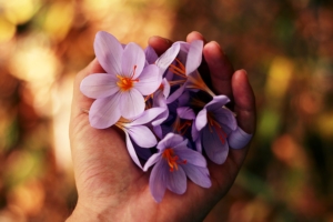 photo de fleurs